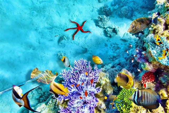 Những rạn san hô vòng tuyệt mỹ tại quần đảo Hawaii được ví như một tác phẩm nghệ thuật kỳ diệu của mẹ thiên nhiên (ảnh shutterstock)